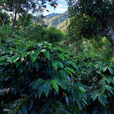 The view from our small coffee farm in Costa Rica- a variety of plants growing together means sustainable agriculture