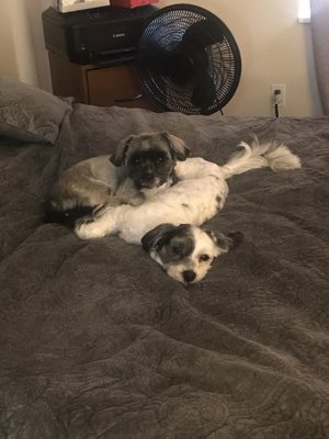 Relaxed after their day of grooming