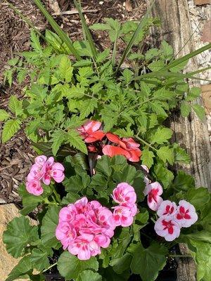 Tomato, pepper plants and flowers