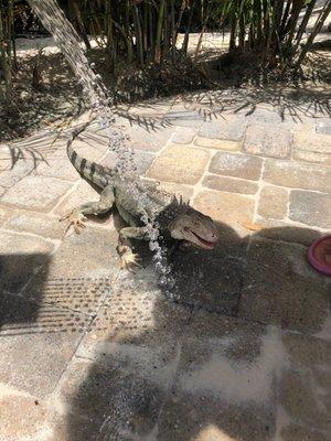 Iguana getting a drink