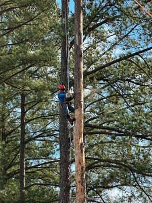 tree service