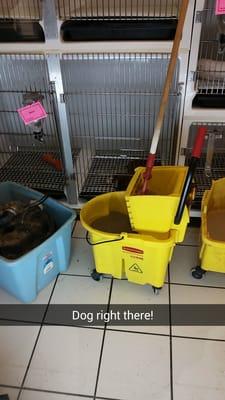 There is a dog behind the dirty buckets! The manager jobeth refused to move them stating the dog was fine.