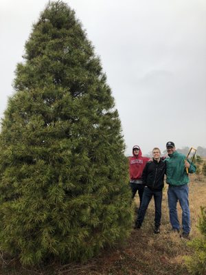 Lone Star Pines