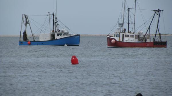 Rockyneck Fish Co.