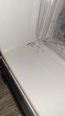 Roach eggs in my refrigerator. Extra protein for breakfast?