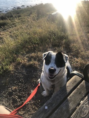 Adler Stein Kennels