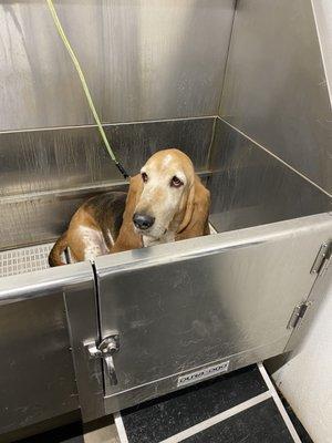 Basset hound approved dog wash.