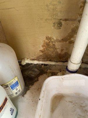 Under Other guests sink.  BLACK MOLD!!