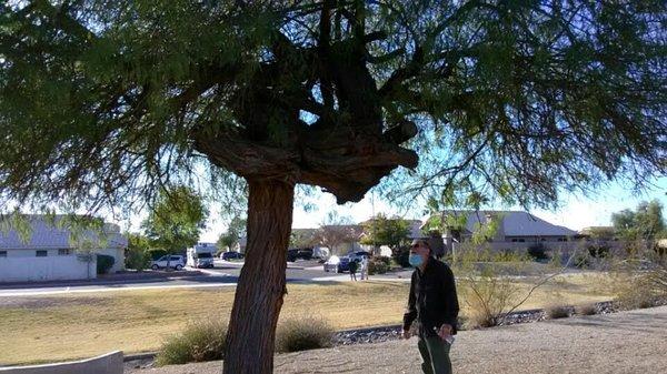 Strange knotted tree