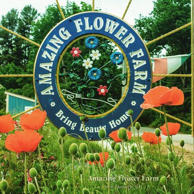 Amazing Flower Farm is worth the trip