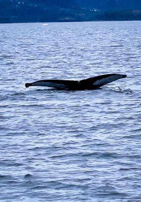 Humpback whale we watched for about 20 minutes.