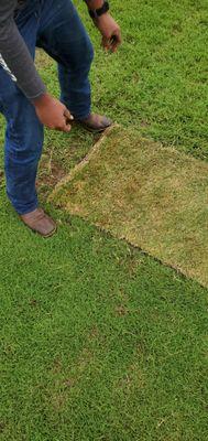 Sod repair