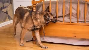 Central Ohio K9 Bed Bug Detection