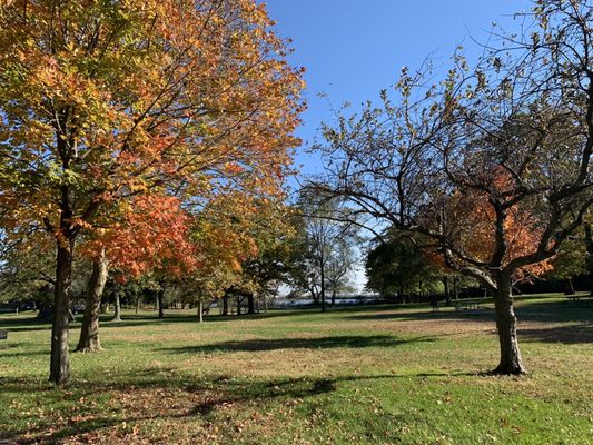 Trees in the fall