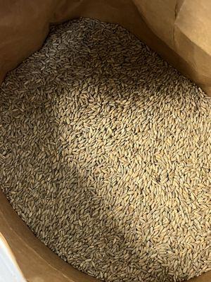 organic rye berries before milling into flour