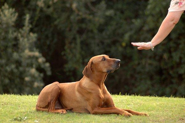 Coastal Doggie Daycare