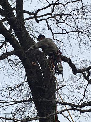 Tree climber pruning Valley Oak