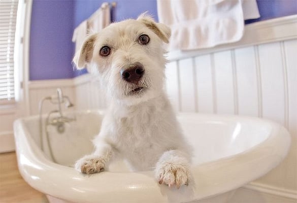 Always nice and clean when staying at Aunt Maggie's We Pet Sit NJ