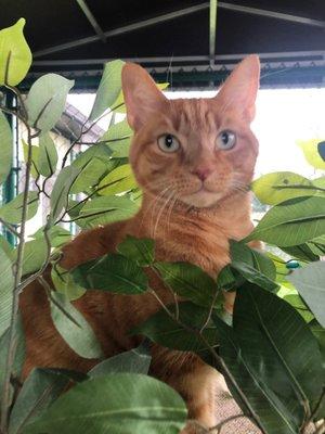 Enjoying the Catio!