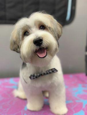 Morkie in a teddy bear cut