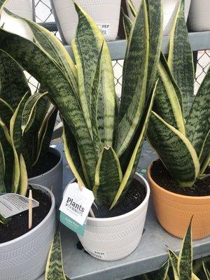 Snake plant - good for indoor plant and helpful for good rest