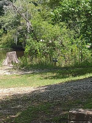 Edisto River