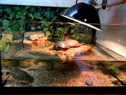 What a cool turtle tank!