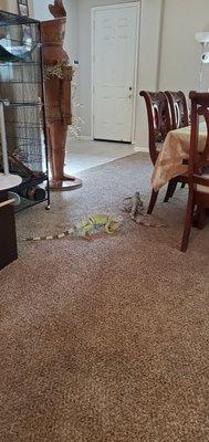 Was 2 iguanas in my family now 1 thank you jules....