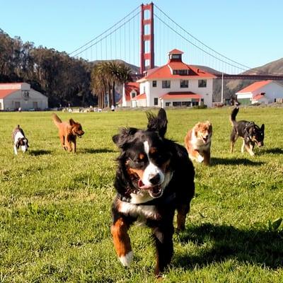 Happy dogs getting their daily exercise at Crissy.