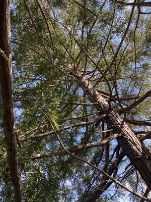 Climbing trees