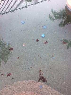 Pool debris