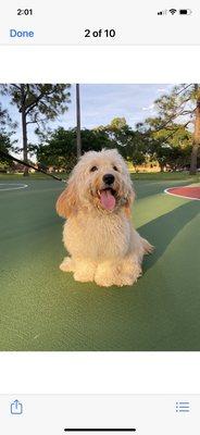 This is my Baby Buoy, she is a Beautiful, Sweet baby Girl, A Greeter  @ Coastal Market ! Happy Go Lucky Spirit