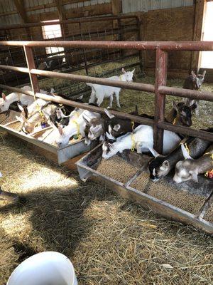 Feeding the adult goats