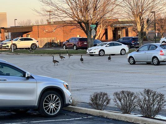 Just look at the City Geese!  These sure ain't no wild geese!