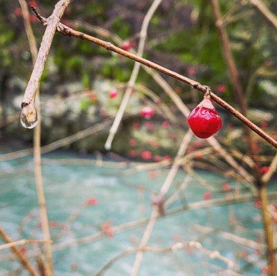 Berries in January!