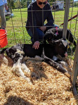 Calf for petting