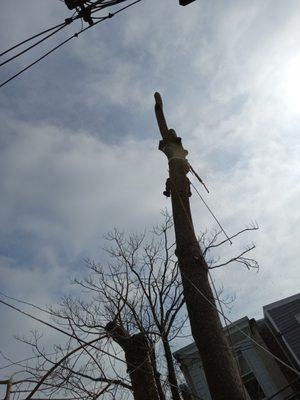 Tree Removal near powerlines