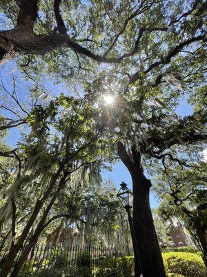 Summer Spanish Moss