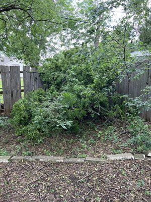 branches and damage from Asplundh negligence.