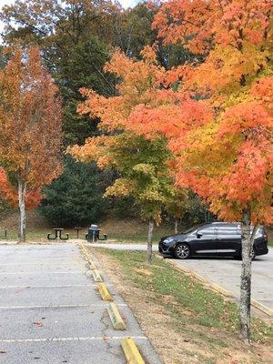 Parking lot. Tree magic