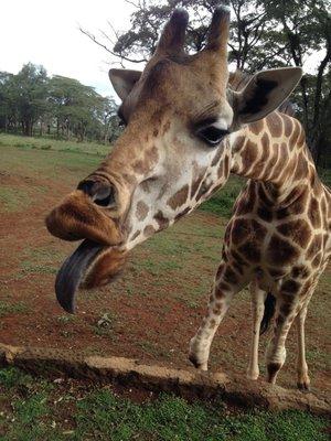 Close encounter with a new friend at the Giraffe Manor in Kenya