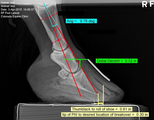 Dr. Page is an expect on studying the equine foot. She uses digital radiography to examine the hoof.