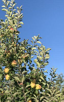 Golden Delicious at the orchard