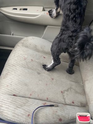 Dog bleeding on my car seat