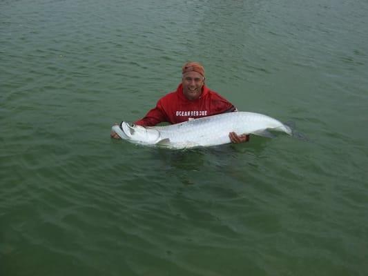 Tarpon on the beach