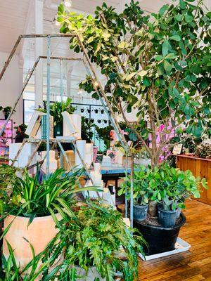 Paradiso Plant Shop