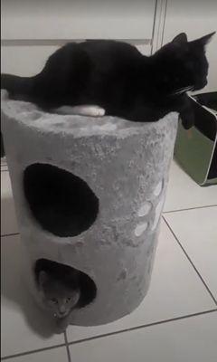 Liza (on top) and Sasha in their cat condo at 7 months.