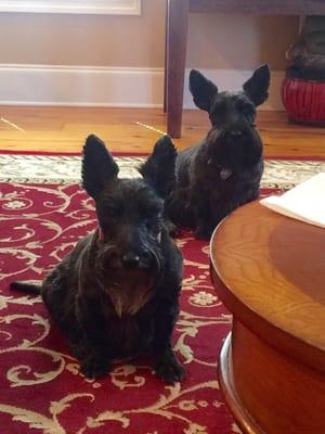 Stella and Lucy. Two happy patients of the Desoto Vet Clinic.