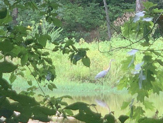 Great blue heron