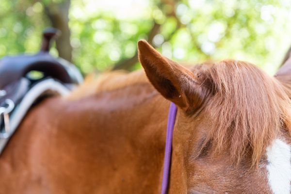 Equal Partners Horsemanship